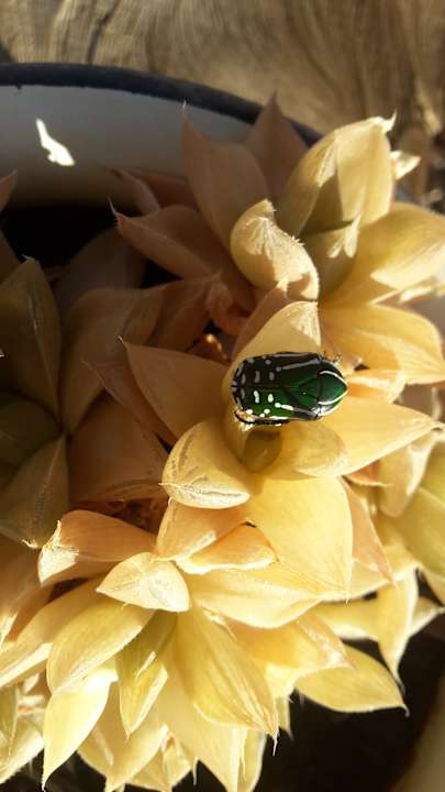 Gartenanlage Tismaree Guestfarm