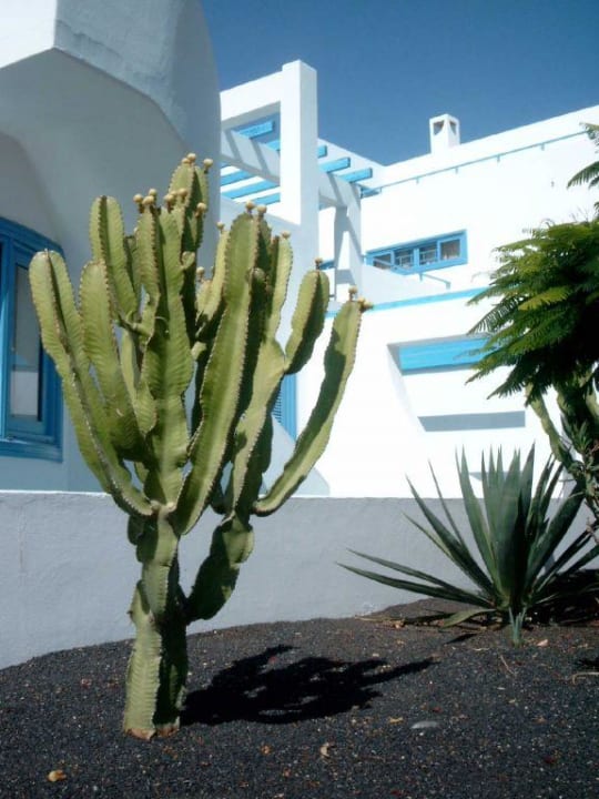 Vegetation am Hotel Costa Mar Aparthotel Costa Mar