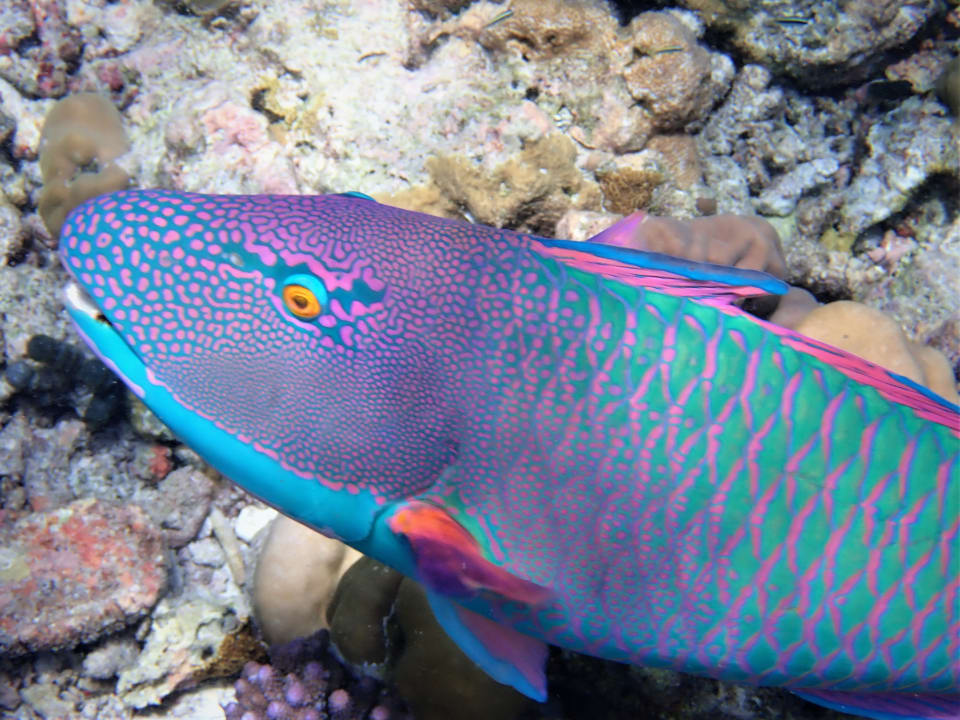 Sport & Freizeit NH Collection Maldives Reethi Resort