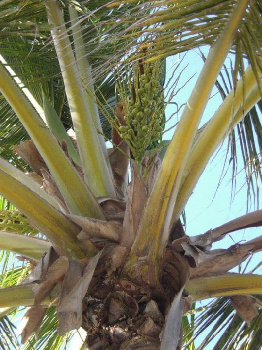 Strand im Royal Suites-Bereich Grand Palladium Select Bávaro Resort & Spa