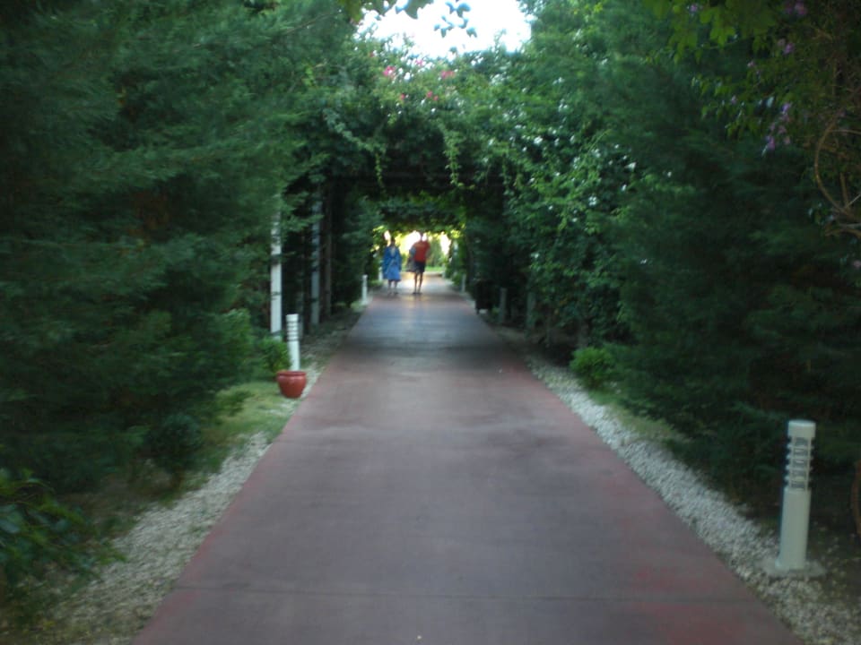 Toller, schattiger, grüner Tunnel vom Hotel zum Strand Saturn Palace Resort Hotel