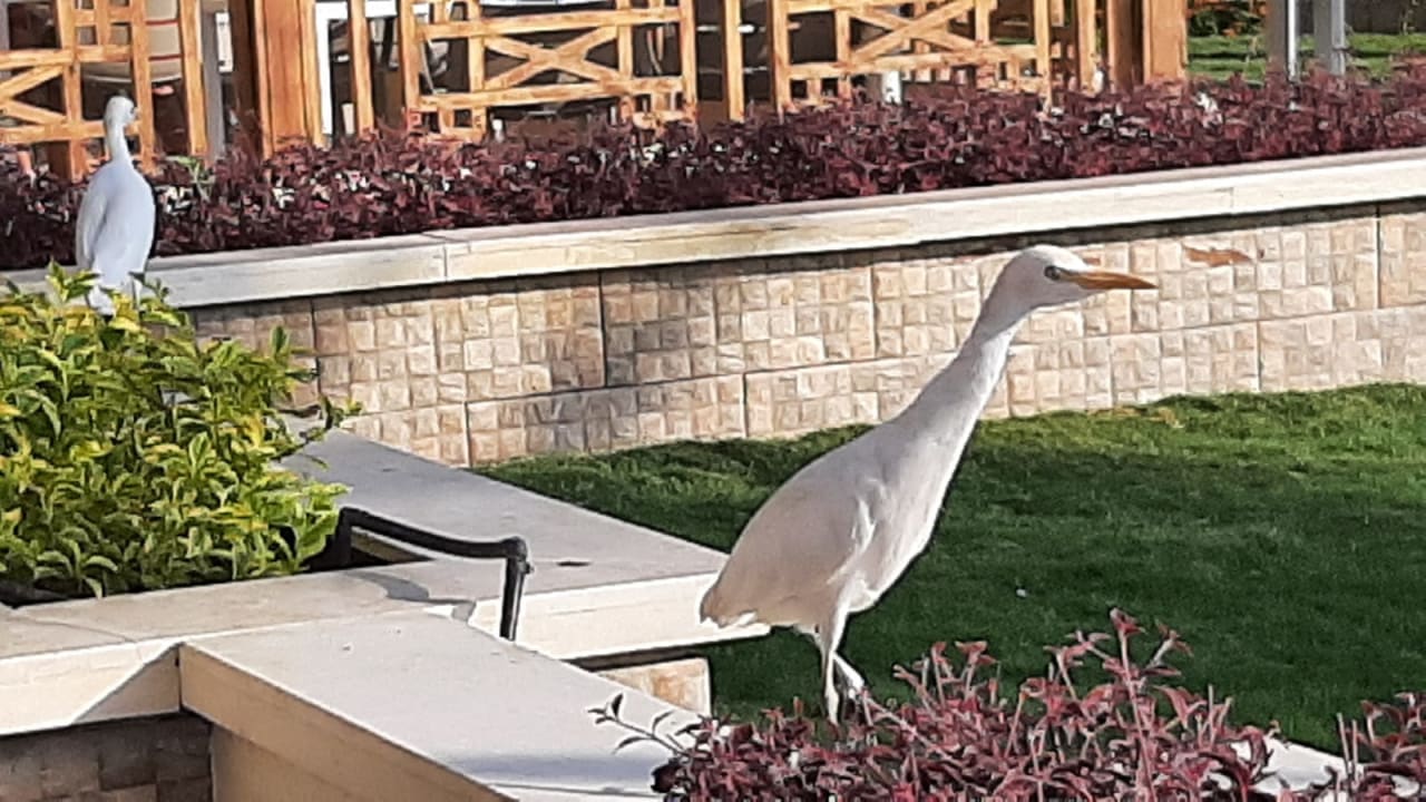 Gartenanlage Beach Albatros Resort