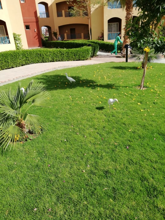 Gartenanlage Lemon & Soul Makadi Garden