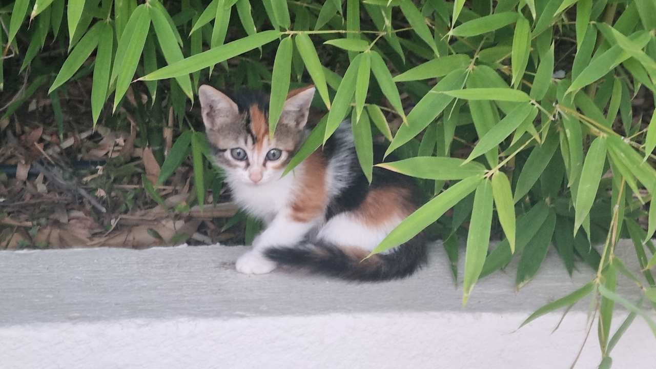 Sonstiges Seashell Vega