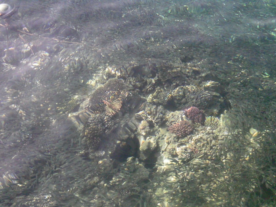 Feuerfisch am Steg Cleopatra Luxury Resort Makadi Bay