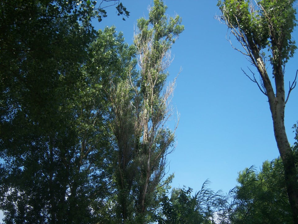 Baumpflege ? Bäume im Juli 2013 Camping- und Ferienpark Wulfener Hals
