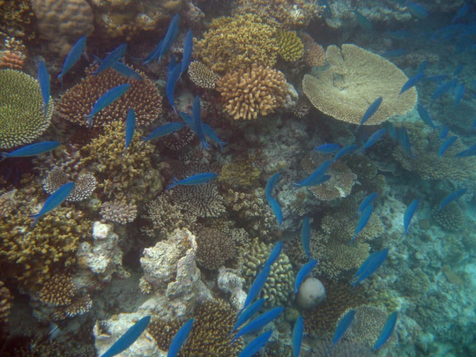 Banyan Tree, Vabbinfaru, schnorcheln am Hausriff Banyan Tree Vabbinfaru