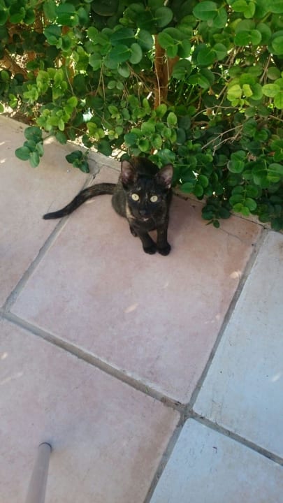 Freundin  Hotel Djerba Resort