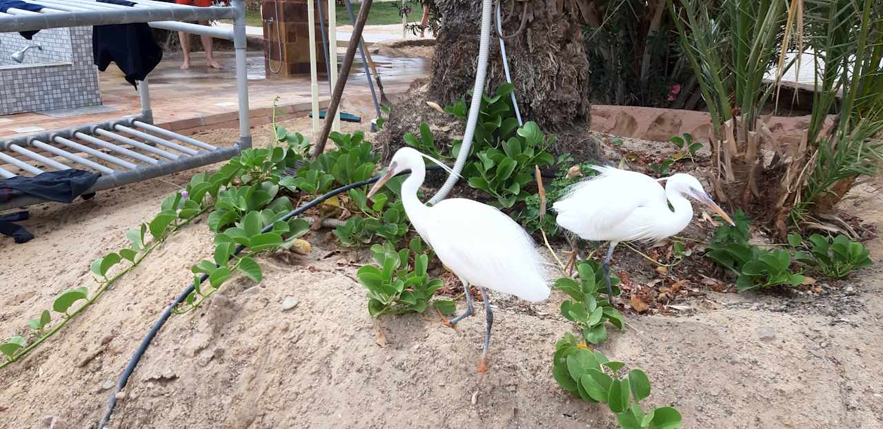 Strand Steigenberger Coraya Beach - Adults only