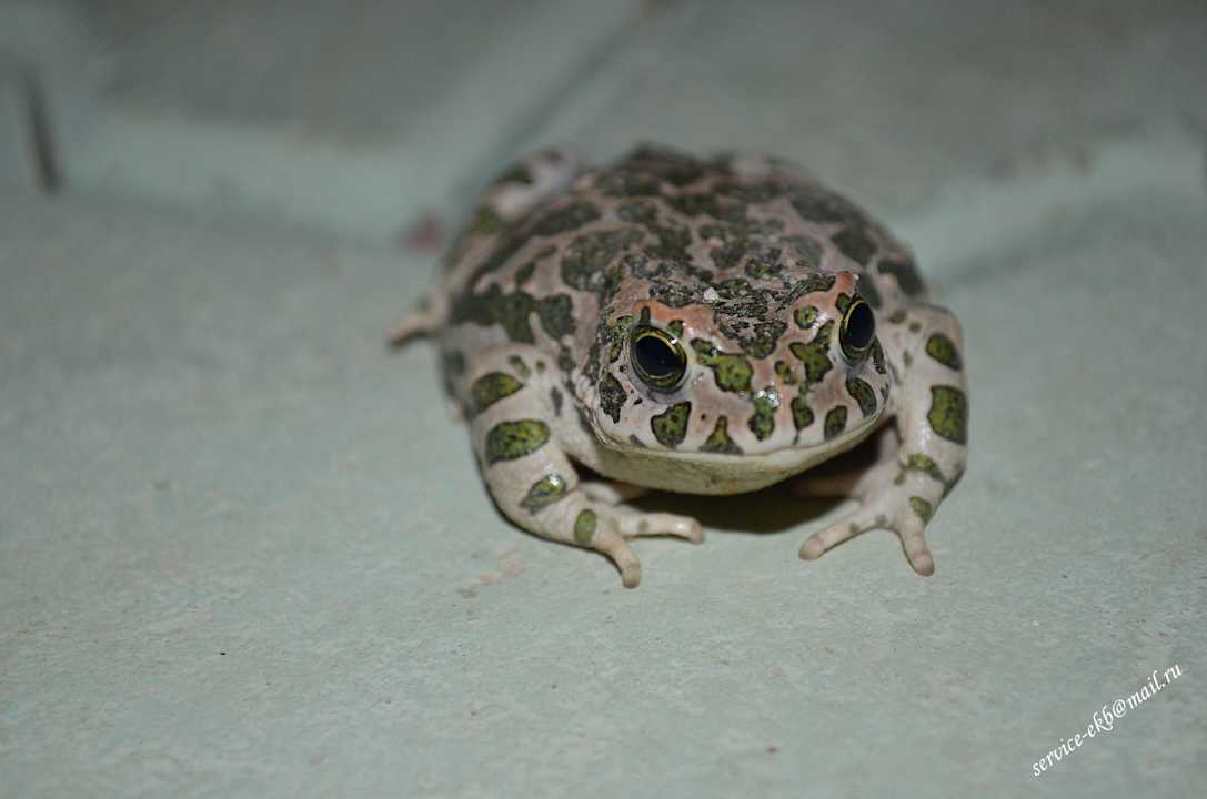 Delphin Imperial Hotel Delphin Imperial