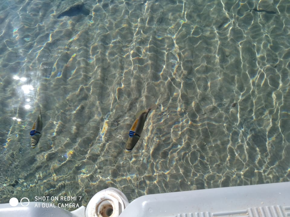 Strand Pickalbatros Palace Resort