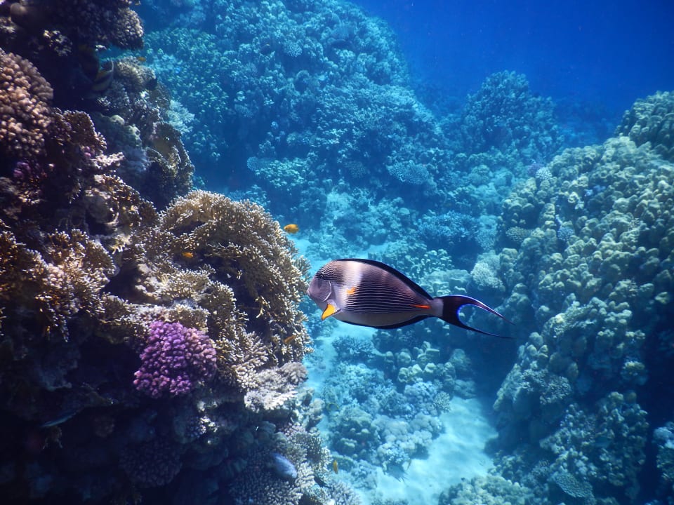 Strand JAZ Belvedere Resort