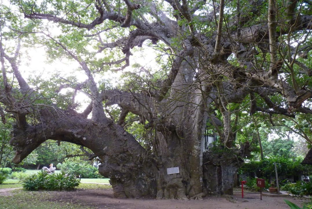 Baum Hotel Papillon Lagoon Reef