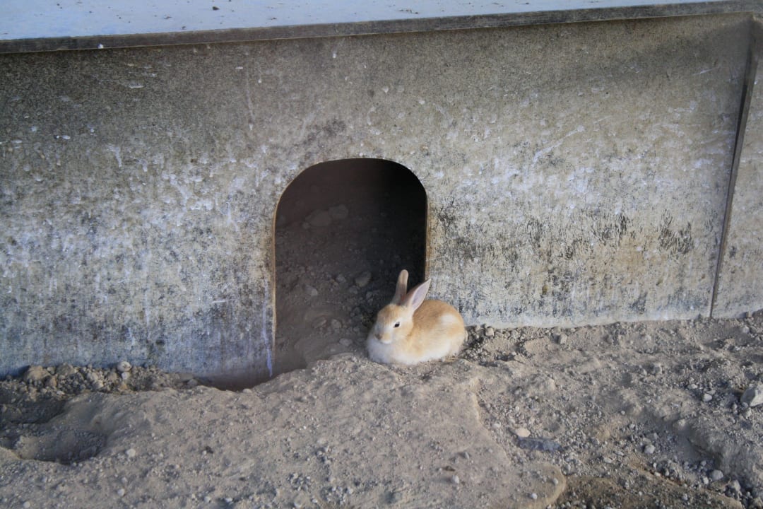 Dat is nu een konijn, zie Marvida Family Eco