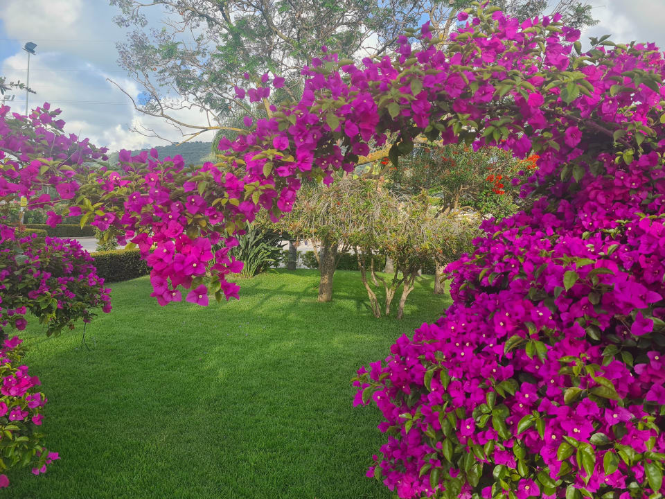 Gartenanlage TUI MAGIC LIFE Calabria