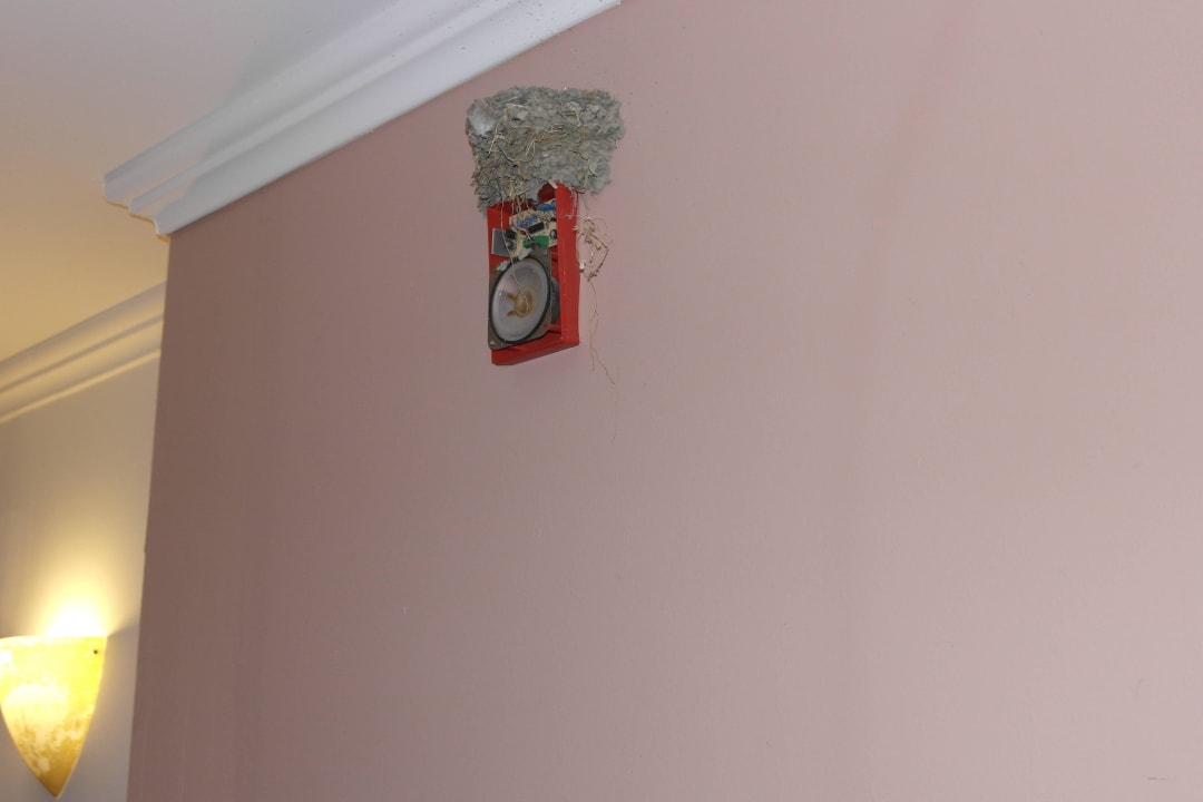 Gniazdo jaskółek na korytarzu Dodeca Sea Resort