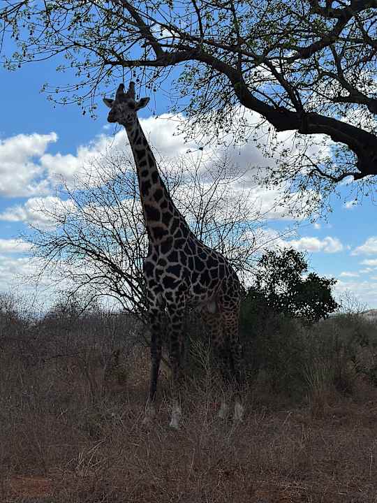 Sonstiges Hotel Diani Sea Lodge
