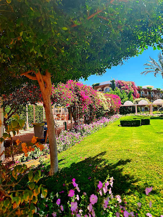 Gartenanlage Desert Rose