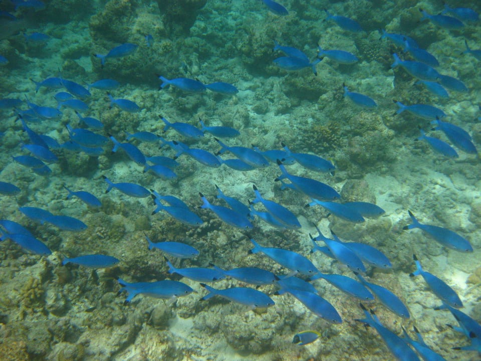 Unterwasserwelt am Hausriff Reethi Beach Resort