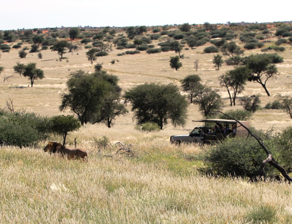 Game Drive (bei den Kalahari Löwen) Intu Afrika - Zebra Kalahari Lodge