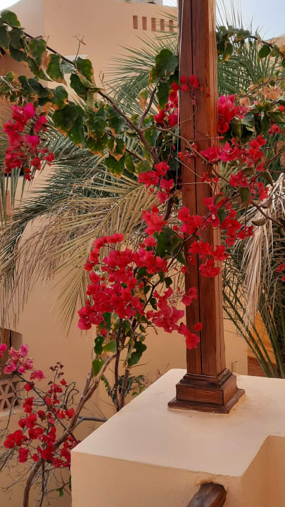 Gartenanlage Steigenberger Coraya Beach - Adults only