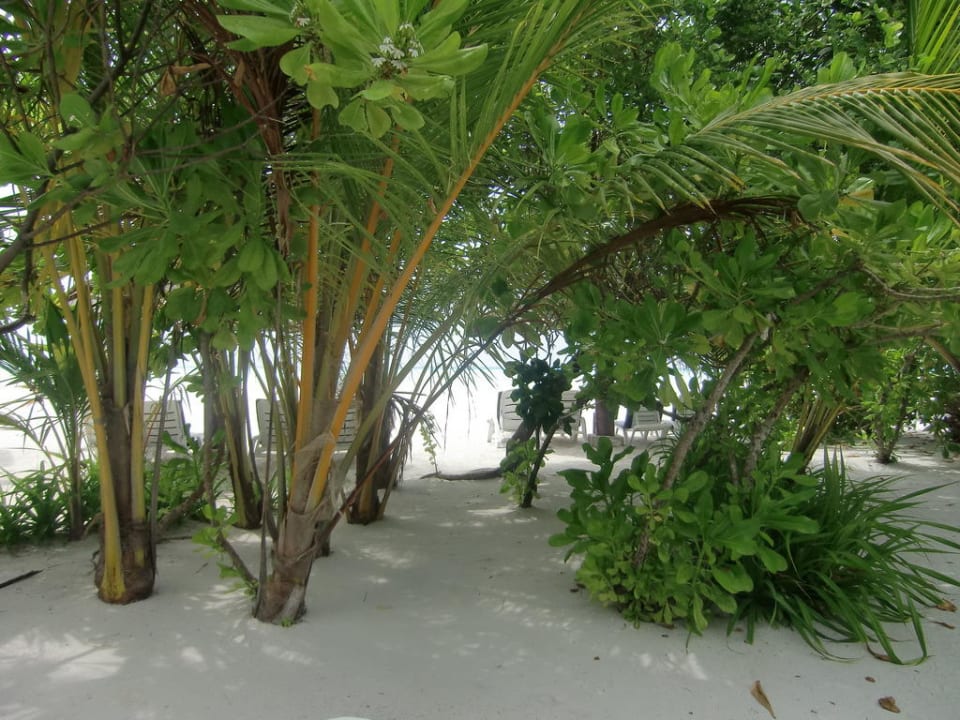 Ausblick zum Strand von der Terrasse Strandbungalow Cinnamon Hakuraa Huraa Maldives
