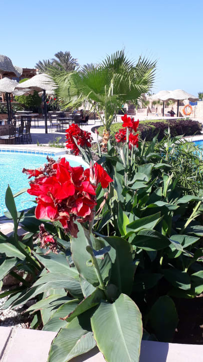 Garten Mövenpick Resort El Quseir