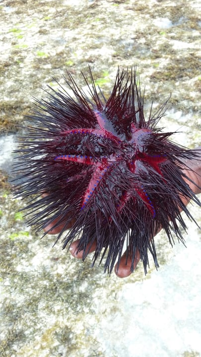 Sonstiges Hotel Papillon Lagoon Reef