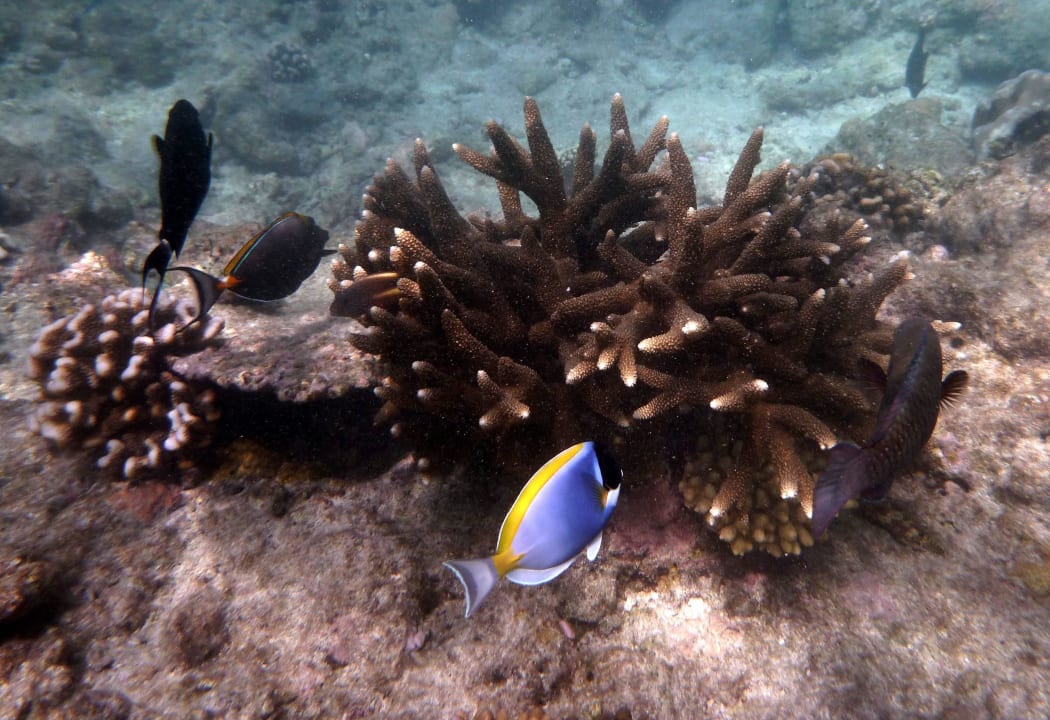 Hausriff Kuramathi Maldives