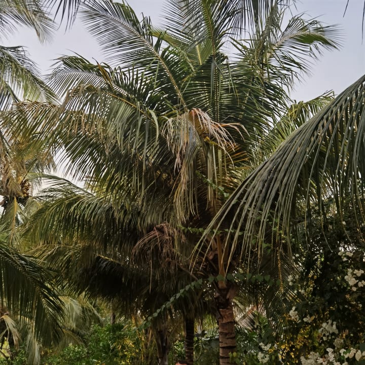 Gartenanlage Kuramathi Maldives