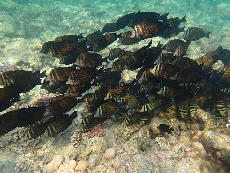 Strand Utopia Beach Club