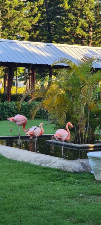 Gartenanlage Secrets La Romana Resort & Spa - Adult Only