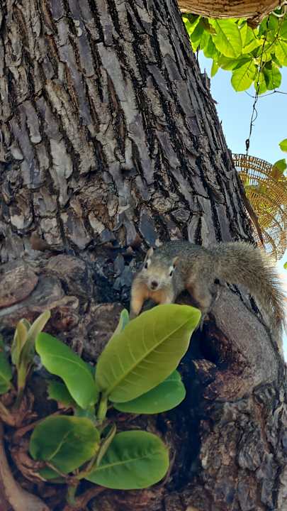 Gartenanlage Buri Rasa Village Samui Adults Only Resort