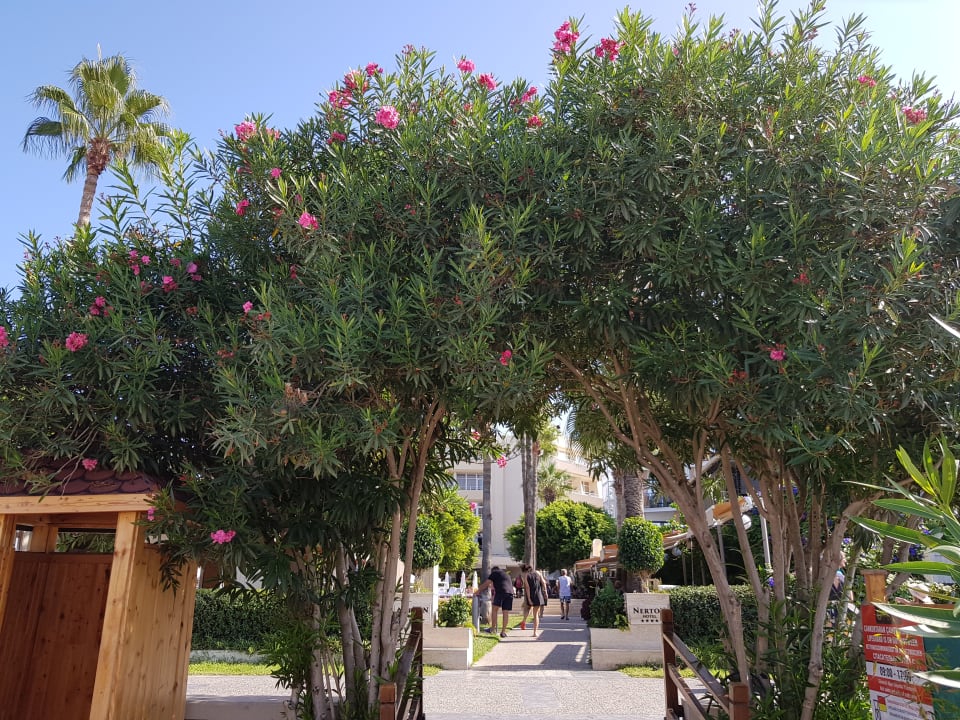 Gartenanlage Nerton Hotel - Erwachsenenhotel ab 16 Jahren