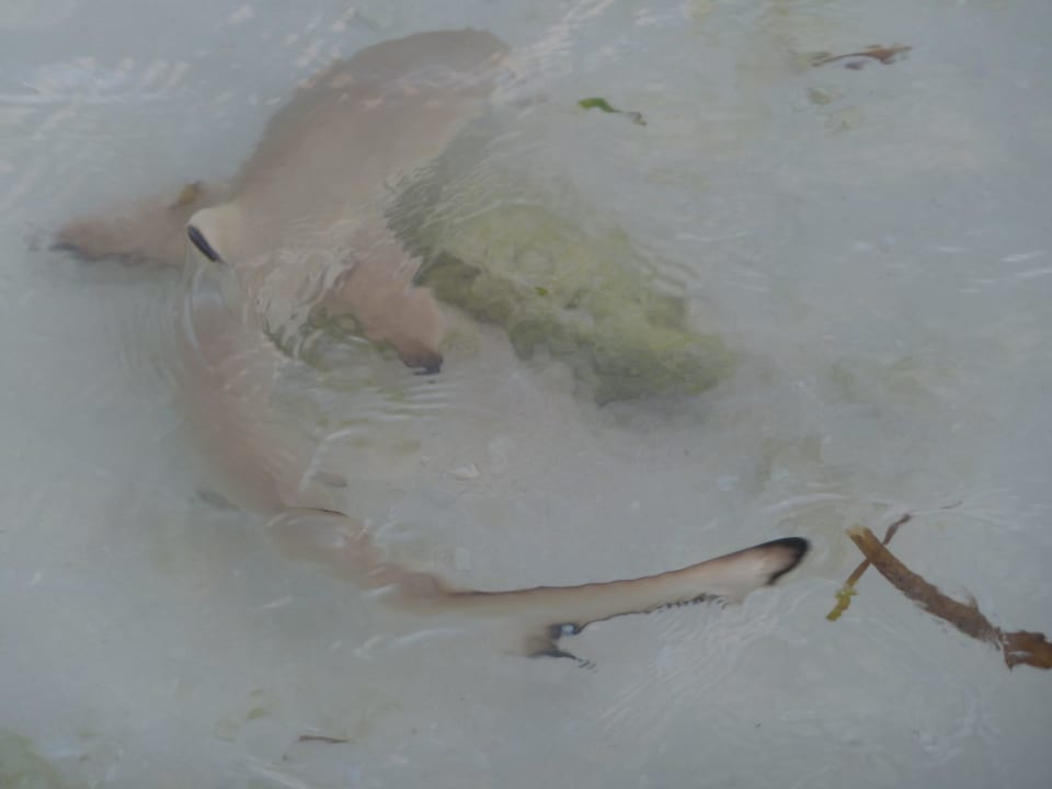 Haie Kuredu Island Resort & Spa