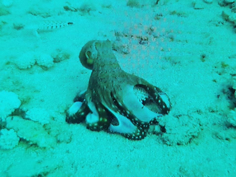 Sport & Freizeit Utopia Beach Club