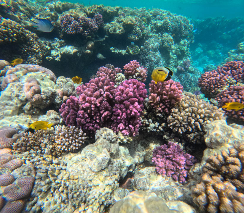 Sport & Freizeit Steigenberger Coraya Beach - Adults only