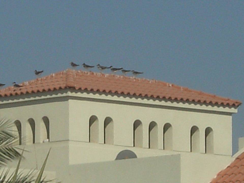 Hotel Dana Beach Resort (Pickalbatros) Pickalbatros Dana Beach Resort - Hurghada