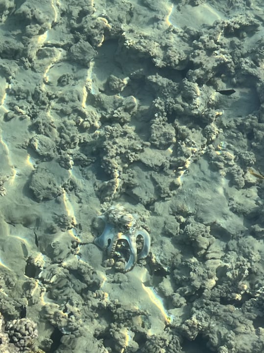 Strand Cleopatra Luxury Resort Makadi Bay