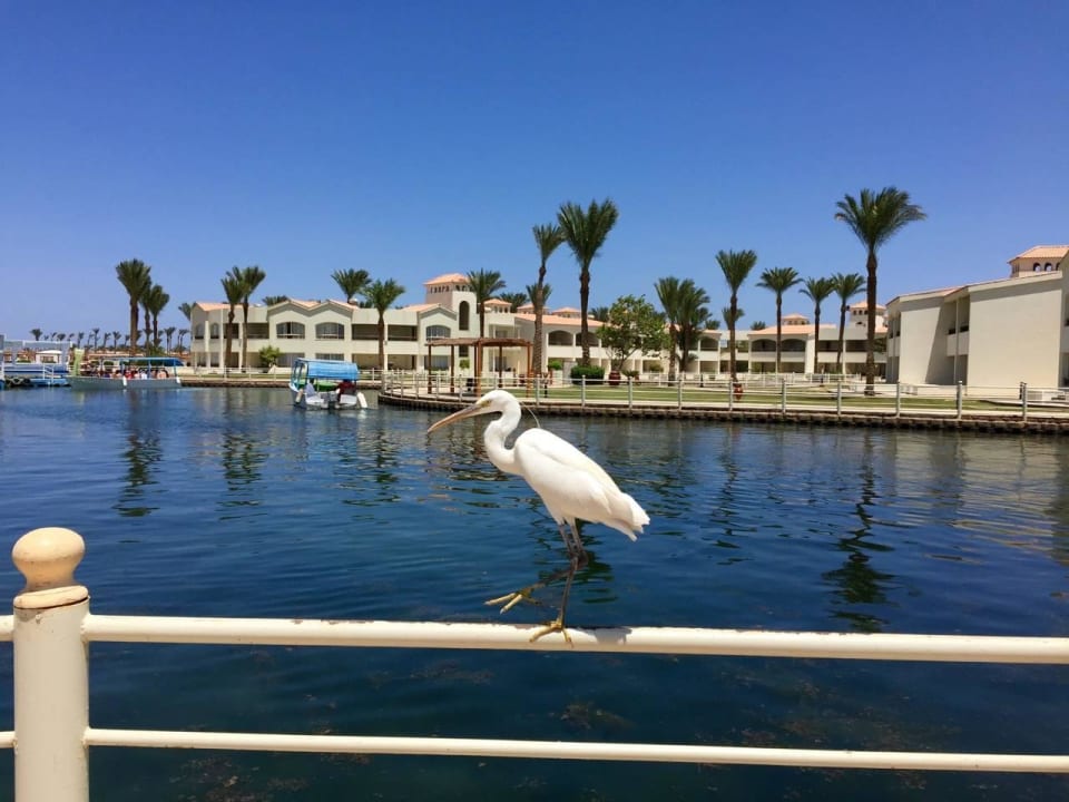 Die Hotel eigene Lagune Pickalbatros Dana Beach Resort - Hurghada