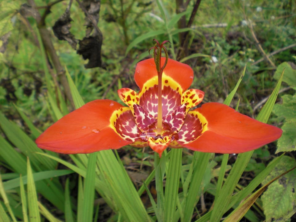 Orquidia B&B La Casa Amarilla