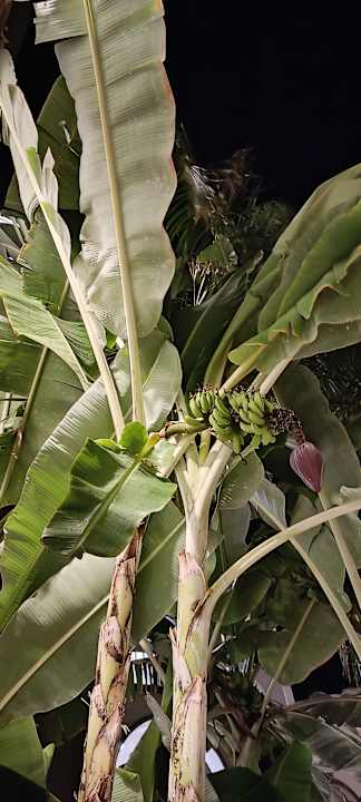 Gartenanlage Royal Palm Resort & Spa - Adults only