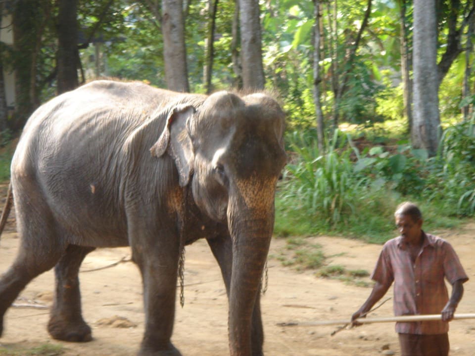 Elefant Club Hotel Dolphin