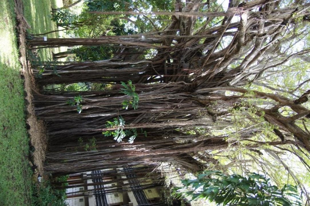 Toller Baum Baobab Beach Resort & Spa