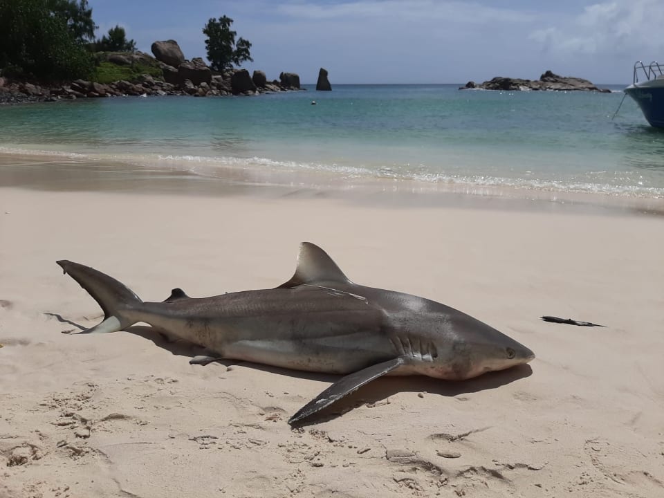 Strand Constance Lemuria