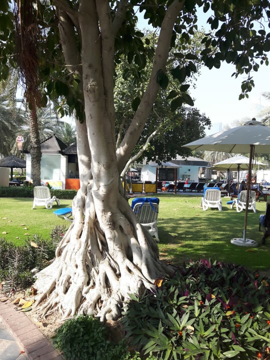 Gartenanlage Sheraton Jumeirah Beach Resort