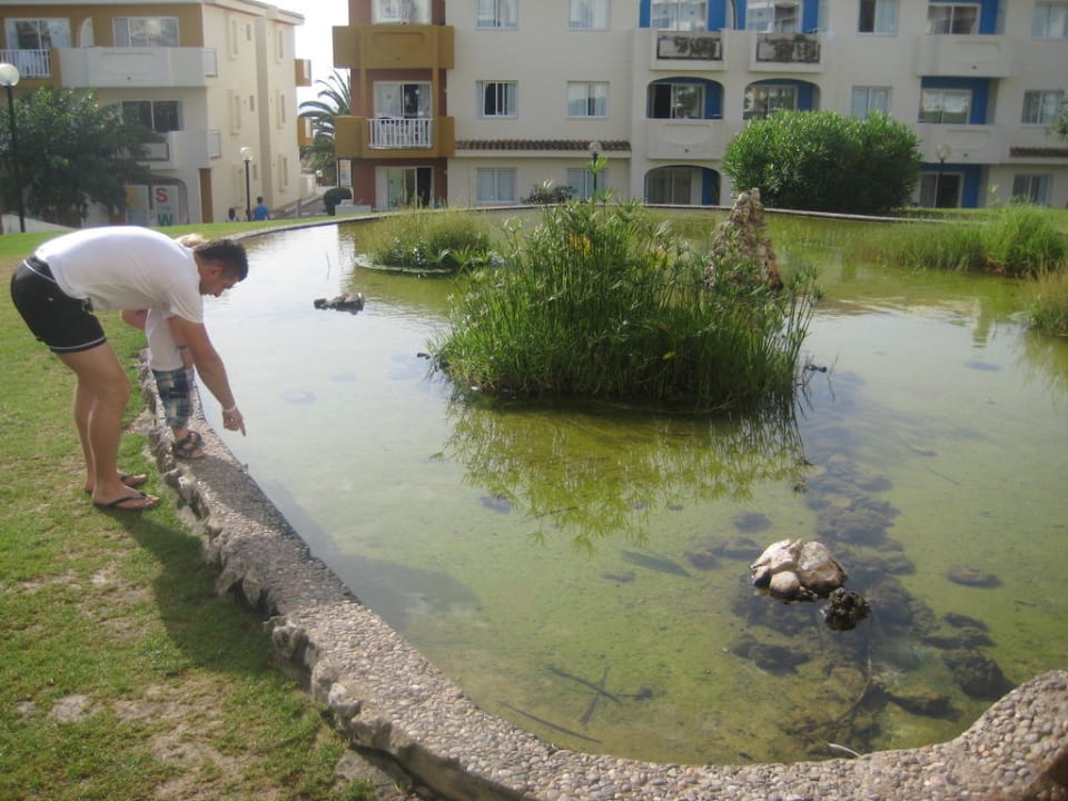 Gartenteich blau punta reina