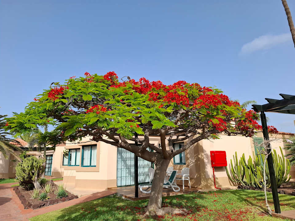 Gartenanlage allsun Hotel Esplendido