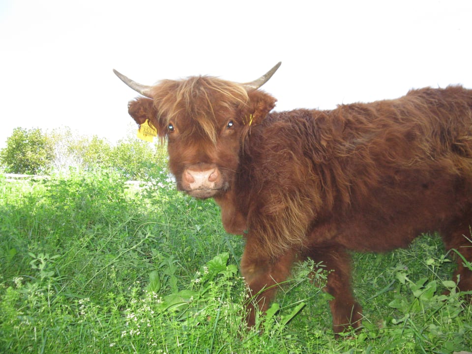 Sonstiges Sonnenhotel Adler