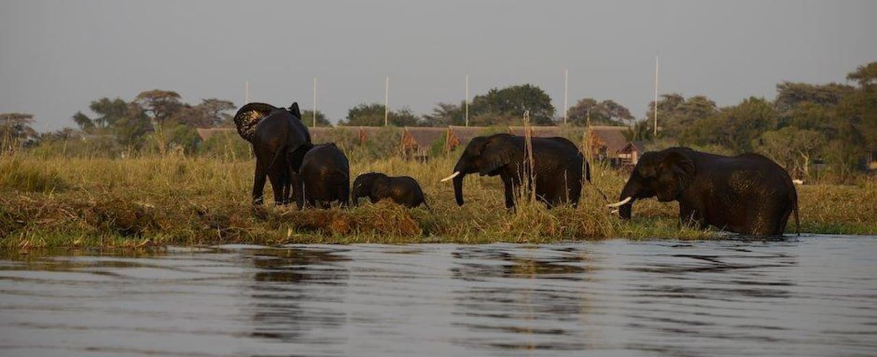 Elephants in front of Villas Chobe Water Villas